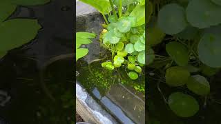 Mini pond I created for my neighbour #minipond #pond #aquascape