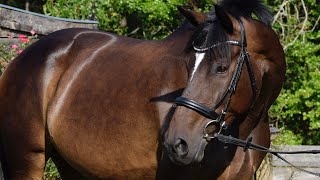 Moxie flatwork 8/19