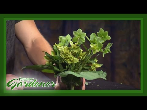 Video: Aranjamente florale monocromatice: aflați despre plantarea monoculturii în ghivece