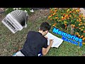 Memories | MAROON 5 | Cover - Antonio Tanca | Ft. Star Acustic Chill