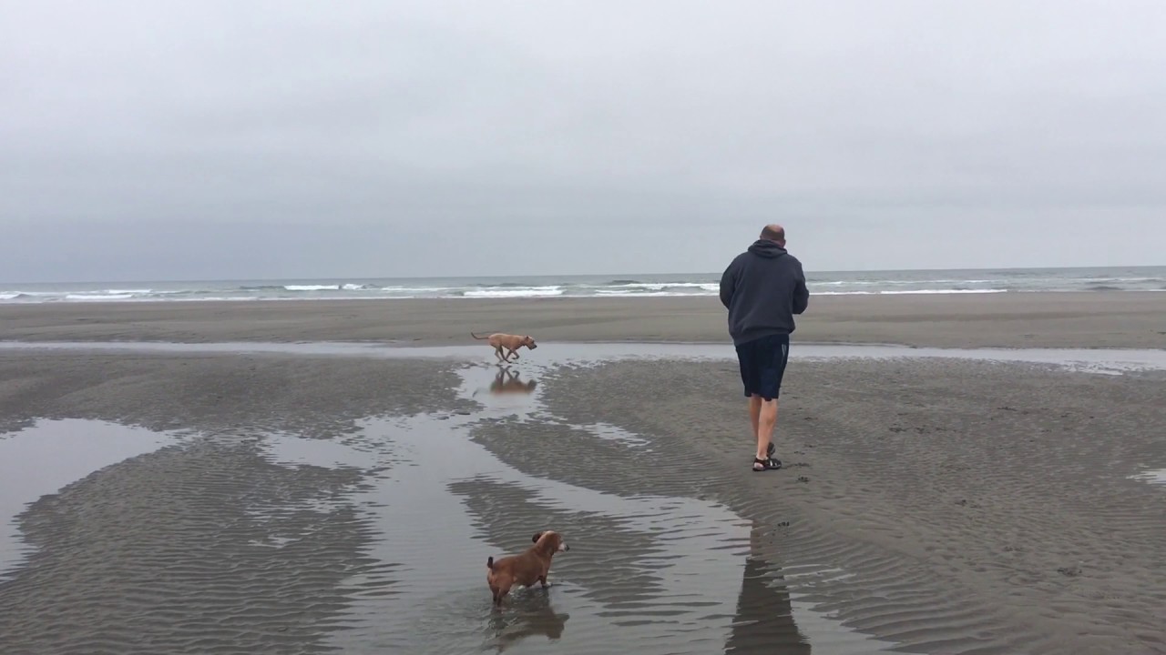 Daisy Tank the Pibble: Foggy beaches are fun, too