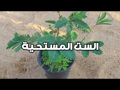 فيديو: هل كانت بوديكا تعيش؟