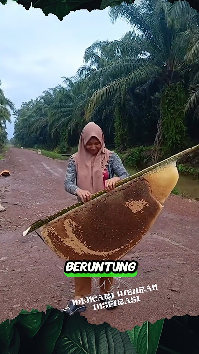 Dapat sarang Lebah Madu di kebun sawit #shorts #panen #madu