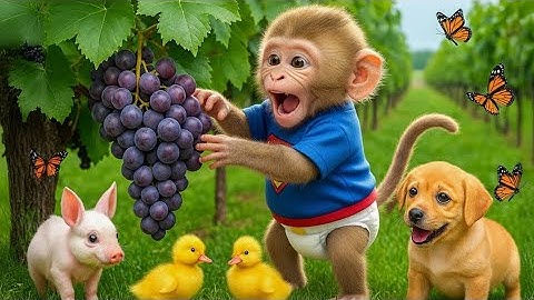 Monkey Bon Bon Drives Tractor to Rescue the Missing Duckling 🐥🚜 | A Surprising Farm Adventure!