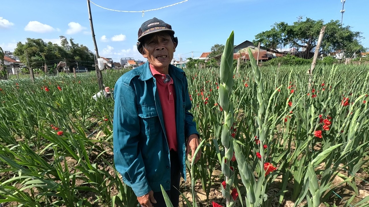 Xót Xa Nông Dân Trồng Hoa Lay Ơn Dịp Tết Thua Lỗ Vì Bị Sâu Bọ Phá Hoại