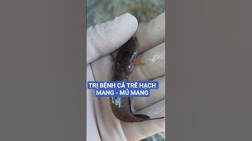 Phòng ngừa & khắc phục cá trê giống bị HẠCH MANG - MỦ MANG#ksviet#benhmemang#catremumang#