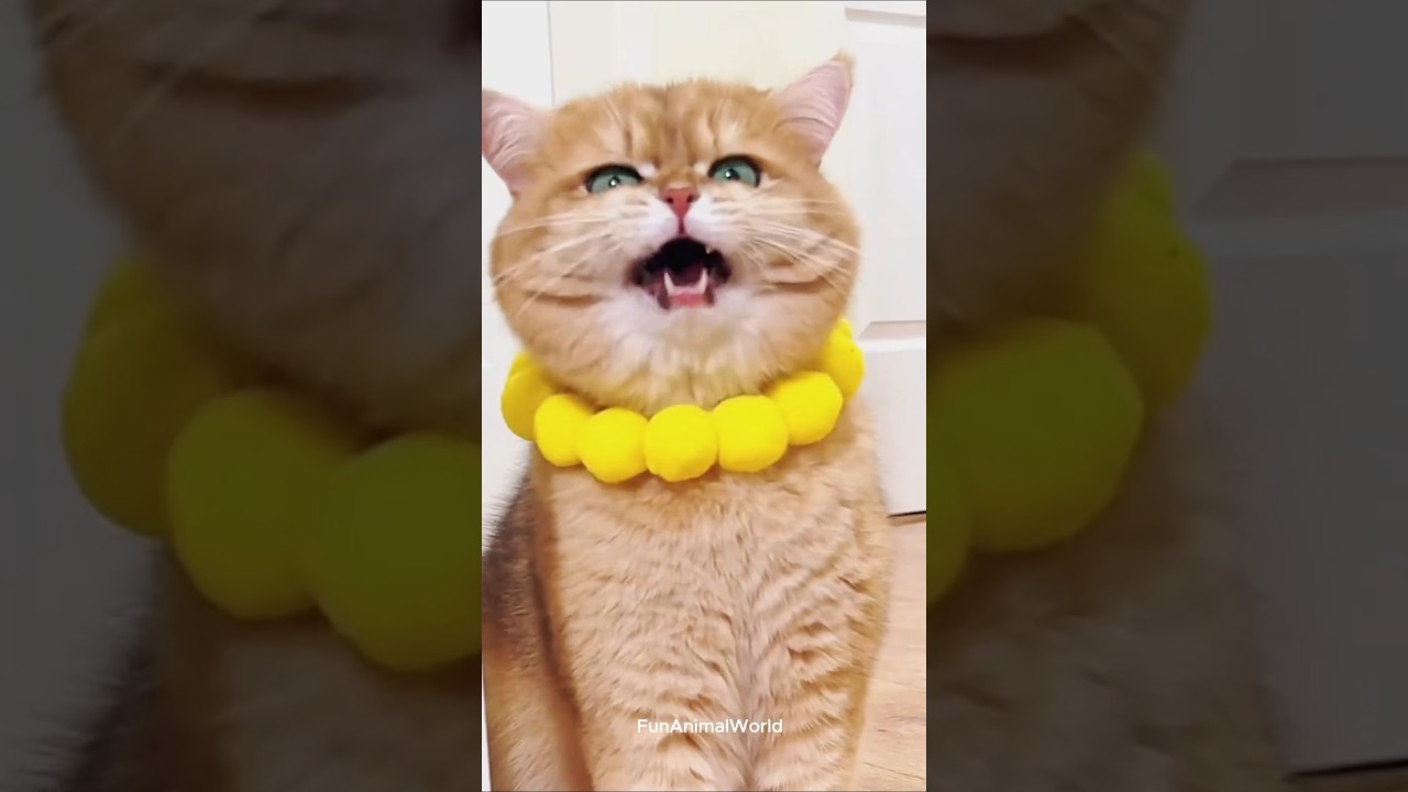 Cute Meows, Total Mayhem! 😻⚡