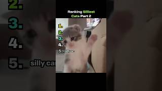 Ranking Silliest Cats Part 2