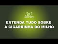 Cigarrinha do Milho e o Enfezamento