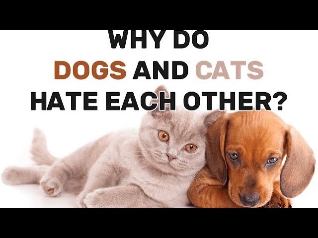 Do Dogs and Cats Really Hate Each Other?