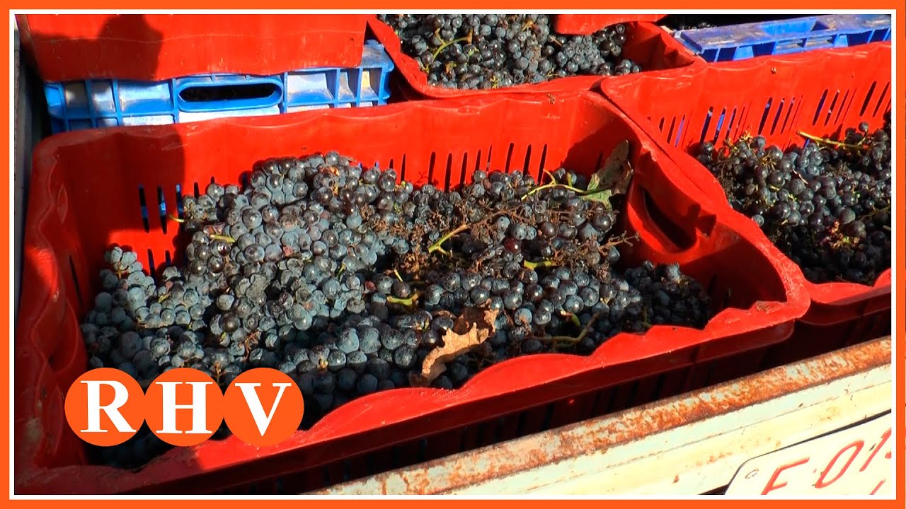 La Unió Llauradora sol·licita ajudes urgents per al sector vitícola valencià