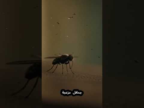 أمراض ينقلها الذباب والناموس اكسبلور    مكافحة الآفات مكافحة الآفات