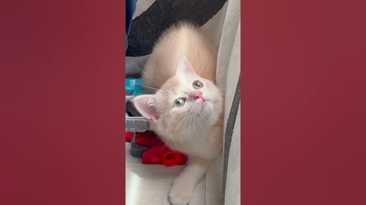 Watch the video about Amazing #funny Rex #cat #kitten #cats #catlovers