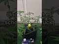 Outdoor Grow Hochbeet/Balkon👽💚 #grow #cannabisdaily #710 #420