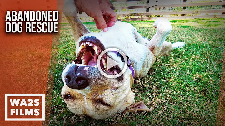 Hope For Pit Bull Named Pancake Dying on Neighbors Driveway - The Abandoned Dog Rescue Show