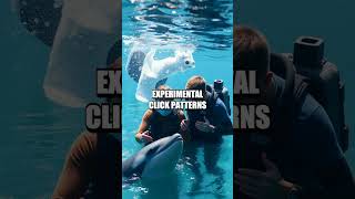 Beyond the Surface: Dolphin Communication and Human Language Insights