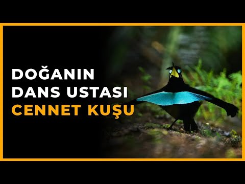 Cennet Kuşları - Doğanın Dans Ustaları - Hayvan Belgeselleri #kuşlar #hayvanlar #belgesel