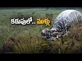 A porcupine meal makes for a very bad python day