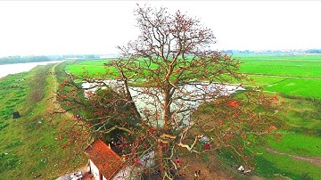 Cây Gạo Cô Đơn Miếu Bà Cô