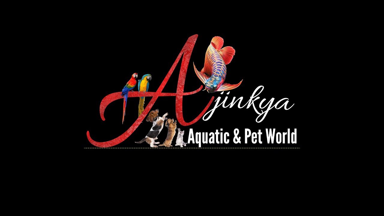 Introduce My Aquarium & Pet shop... - YouTube