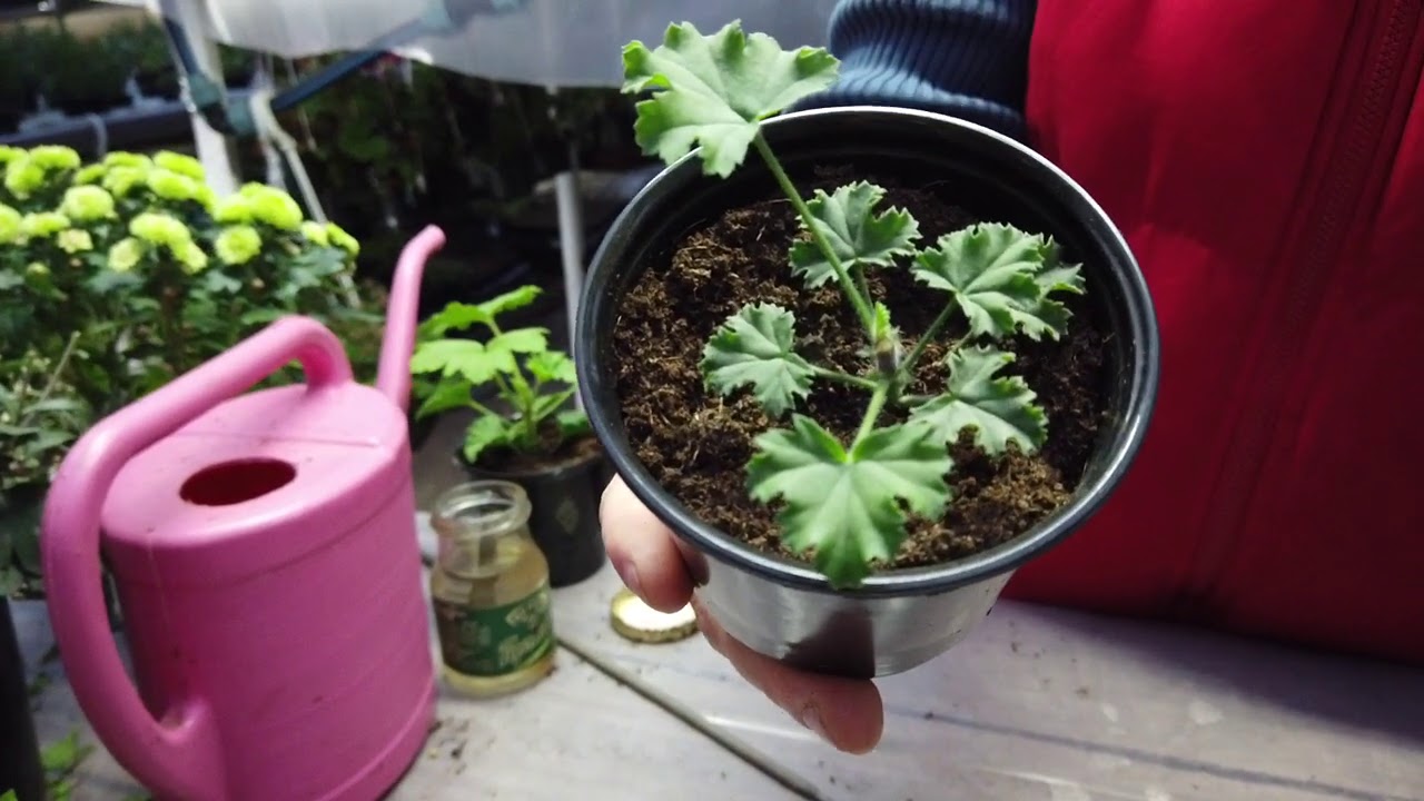 Заставляю ХУДУЮ ПЕЛАРГОНИЮ(герань) расти в ширь и ЦВЕСТИ ШАПКОЙ.