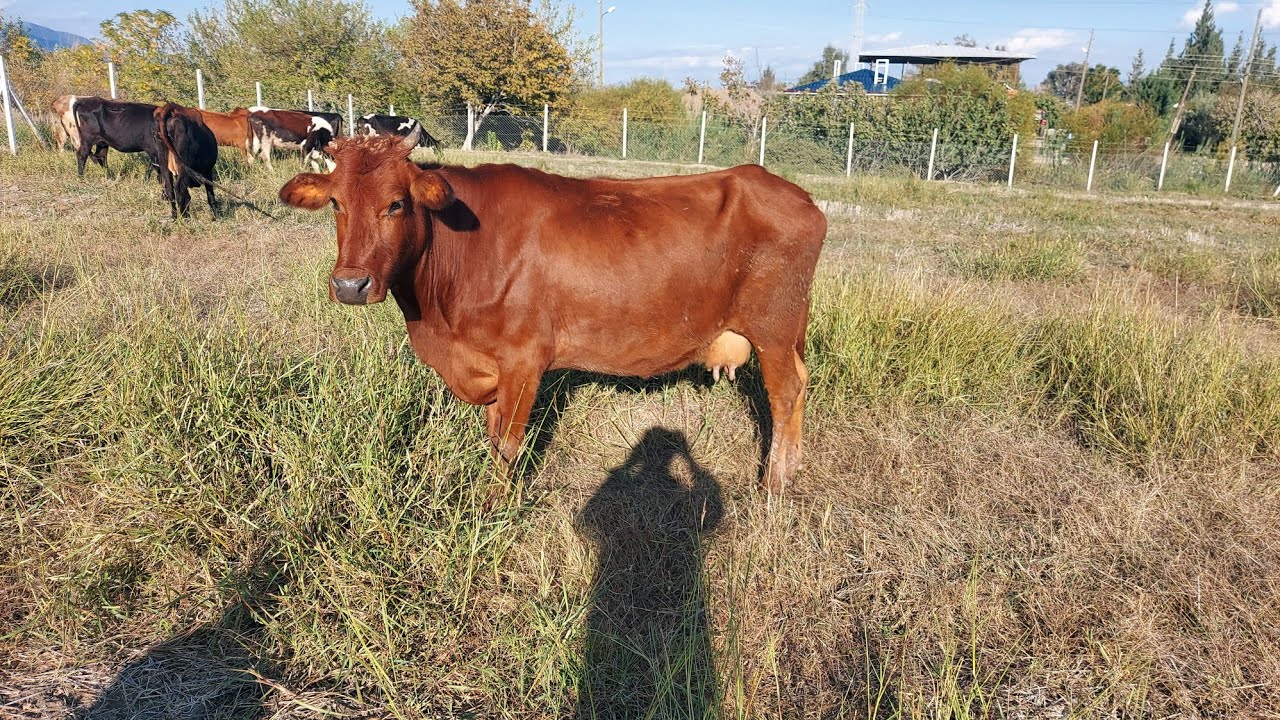 Efsane Sığır Irkı. Bu inekler 45 yıla kadar yaşayabiliyorlar. 