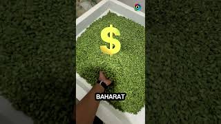 Hindistanda Baharat Kalitesini Anlamanın İlginç Yöntemi