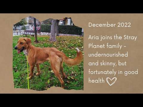 Aria / Άρια