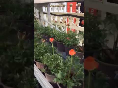 Video: Ranunculus Ampulleri: Bahçede Ranunculus Çiçekleri Yetiştirme