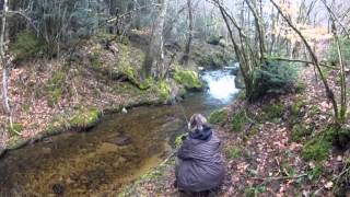 truite morvan sauvage - mars 2013