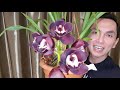 CYMBIDIUM KIWI MIDNIGHT(CultivoYfloracion)