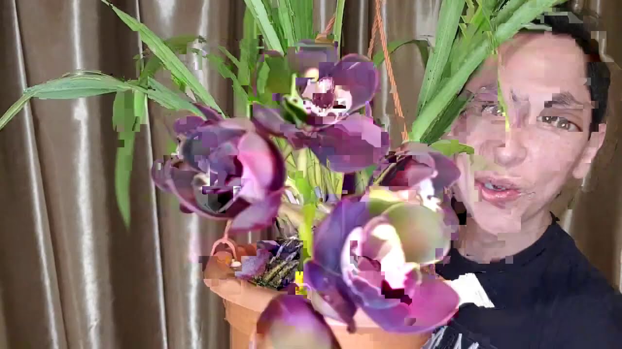 CYMBIDIUM KIWI MIDNIGHT(CultivoYfloracion) - thptnganamst.edu.vn