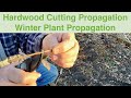 Hardwood Cutting Propagation | Winter Plant Propagation