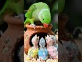 parrot bacchon Ko Pani pila Raha #shorts