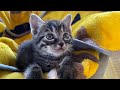 【保護仔猫】居ても立ってもいられず、また仔猫を保護してきました。