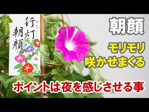 朝顔の鉢植えの育て方 なぜ夏になっても咲かないことがあるのか 次々と沢山咲かせるテクニック Youtube