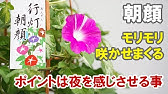 カインズ花図鑑 アサガオの育て方 Youtube