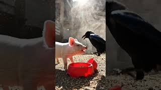 Piggies vs Crows: The Battle for Breakfast! 🐷🐦 #funnyanimals  #cutepets  #farmlife