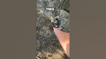 Would you have found this Geocache? #geocaching #cache