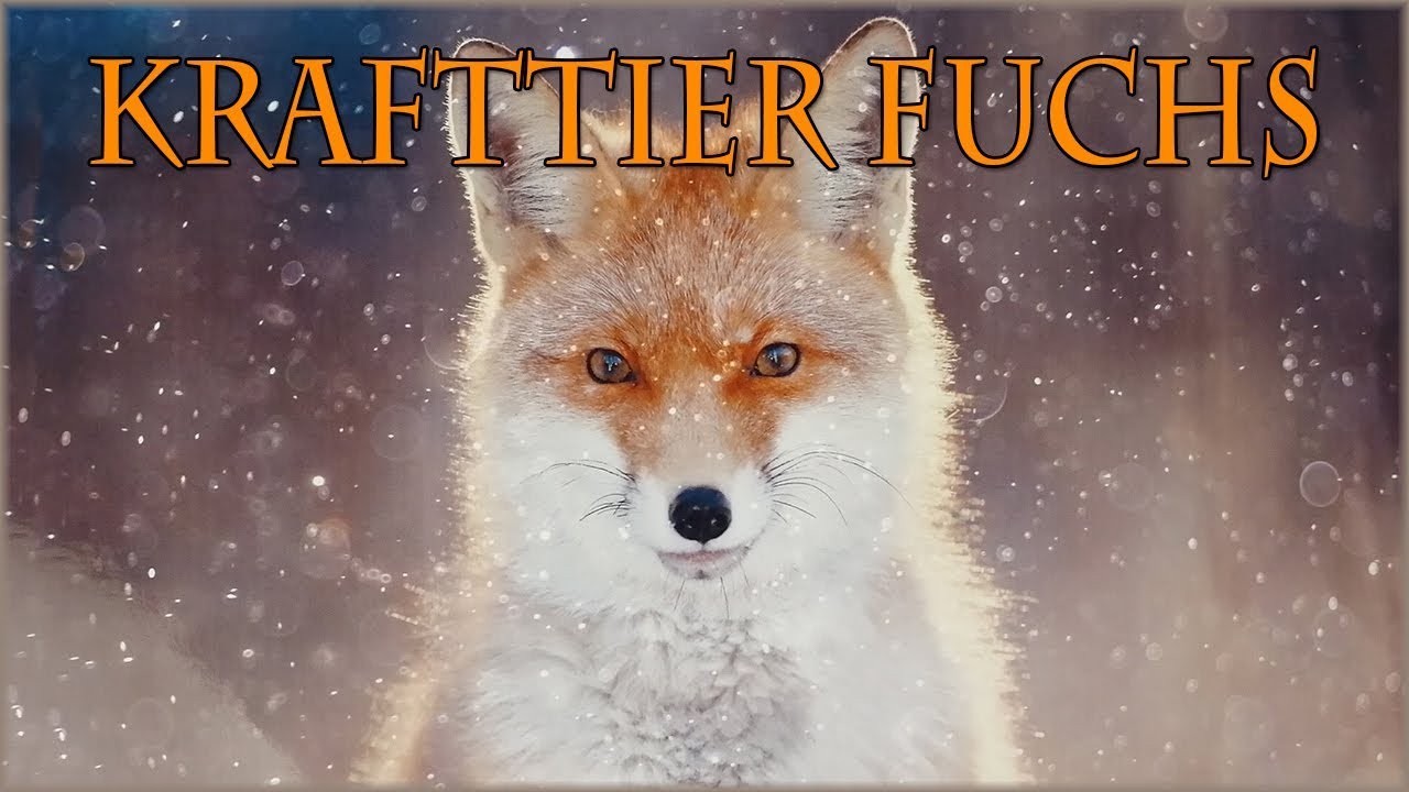 Hast du den Fuchs als Krafttier?