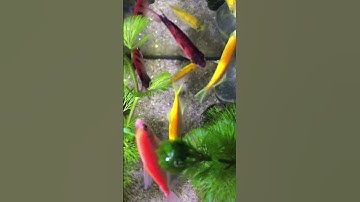 Cá cánh buồm/Cá vàng bơi/Fish#shotrs #fish