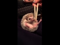 Viral Video UK: Cute hedgehog feeding