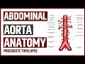 The Anatomy of the Abdominal Aorta | Procreate Timelapse | Art and Anatomy | Jennmedart