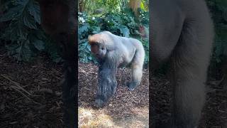 Gorillas Protect And Guide