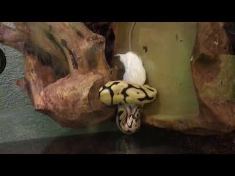 WARNING GRAPHIC CONTENT!! BumbleBee BallHead Python Kill and eat Mouse Black Pastel Hypo. Death