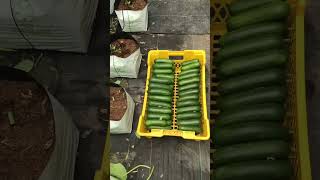 සලාද පිපිඤ්ඤා |Salad Cucumber MultistarRZ rijkzwaan colombo