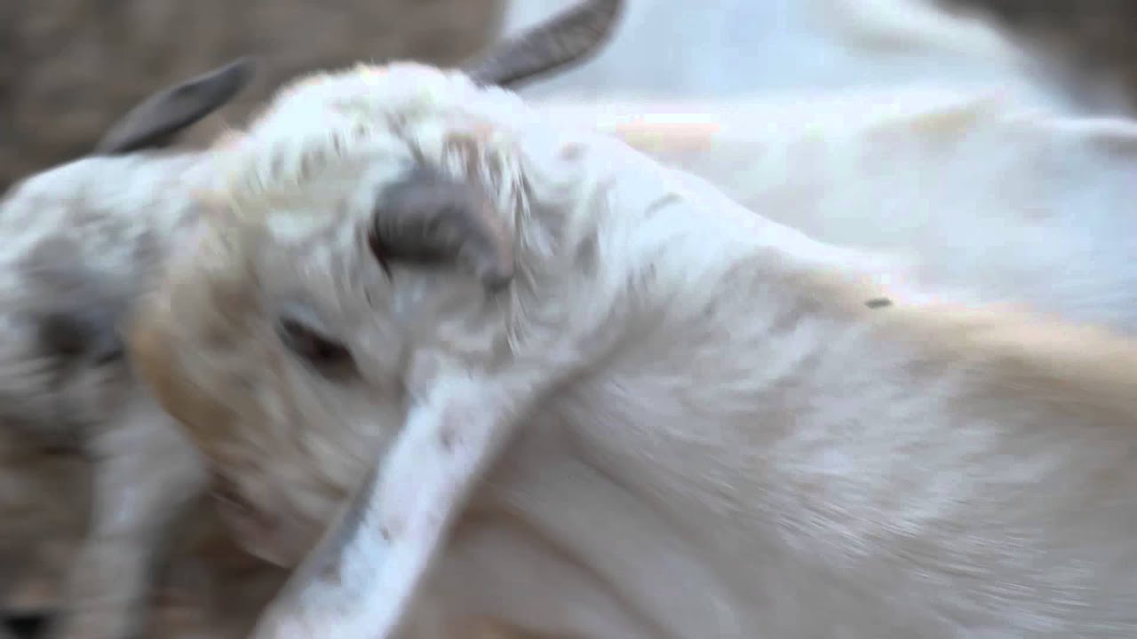 Demonic Goat Calls Satan