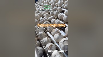 Amazing Garlic Grading Machine for White Spring Garlic