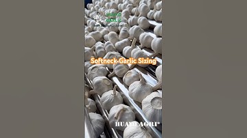 Amazing Garlic Grading Machine for White Spring Garlic