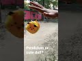 Pendulum or cute doll ? | Don't be fooled
